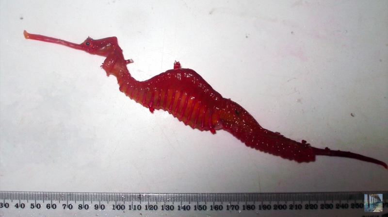 One of only four preserved specimens used to identify the species. (Image: Scripps Oceanography)